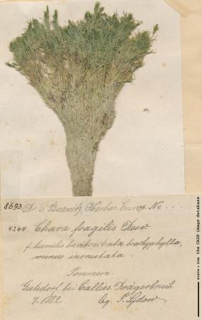 Chara globularis.jpg